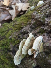 Trichaptum laricinum