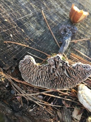 Trichaptum laricinum