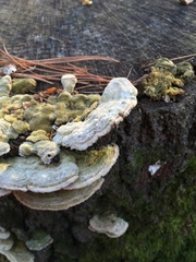 Trichaptum laricinum