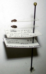 Dimorphopterus doriae