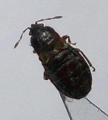 Dimorphopterus doriae