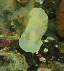Cadlina laevis