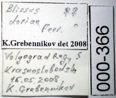 Dimorphopterus doriae