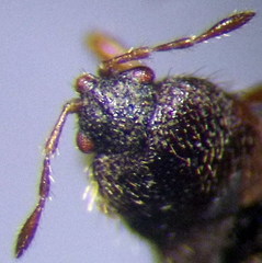 Dimorphopterus doriae