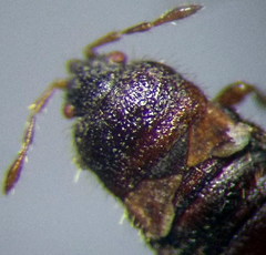 Dimorphopterus doriae