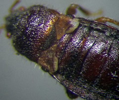 Dimorphopterus doriae