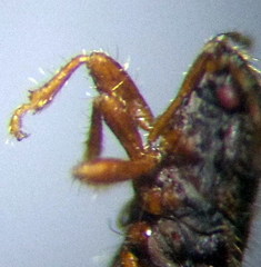 Dimorphopterus doriae