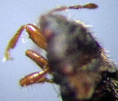 Dimorphopterus doriae