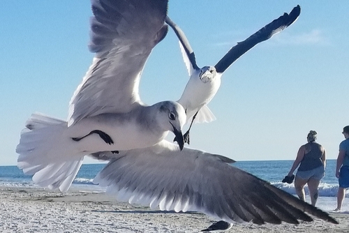 Laughing Gull photographed in Arkansas