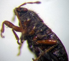 Dimorphopterus doriae