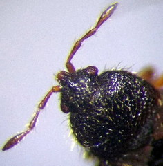 Dimorphopterus doriae