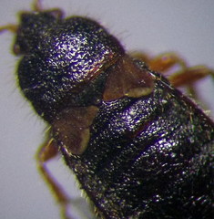 Dimorphopterus doriae