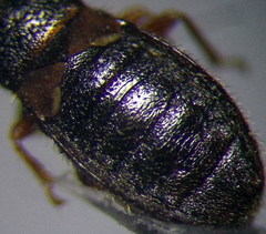 Dimorphopterus doriae