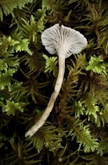 Spodocybe trulliformis