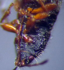 Dimorphopterus doriae