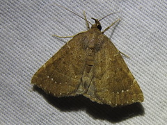 Focillidia texana