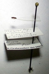 Dimorphopterus doriae