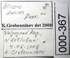 Dimorphopterus doriae