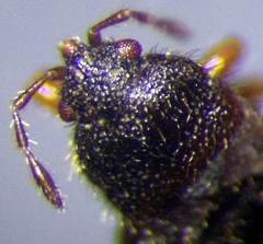 Dimorphopterus doriae