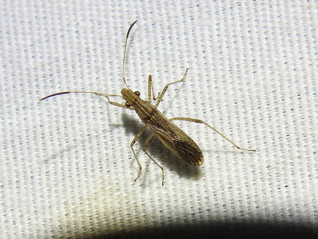 Esperanza texana
