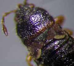 Dimorphopterus doriae