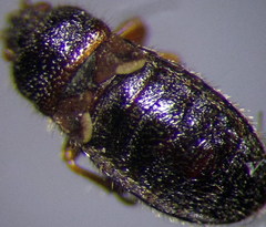 Dimorphopterus doriae