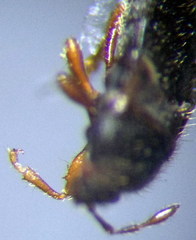 Dimorphopterus doriae