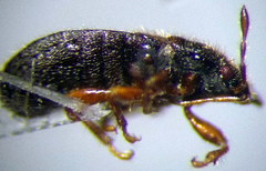 Dimorphopterus doriae