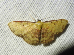 Semaeopus marginata