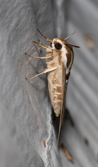 Hyles livornicoides