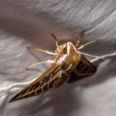 Hyles livornicoides