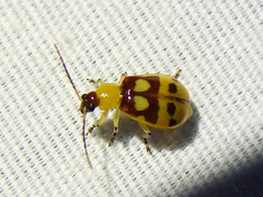 Paranapiacaba connexa