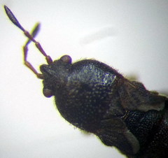 Dimorphopterus spinolae