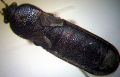 Dimorphopterus spinolae