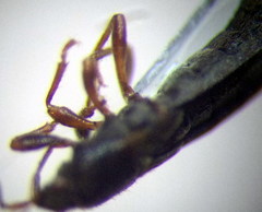 Dimorphopterus spinolae