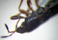 Dimorphopterus spinolae