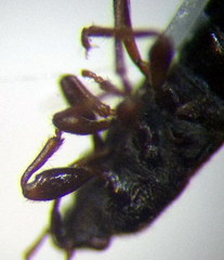 Dimorphopterus spinolae