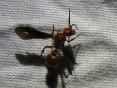 Sphaeropthalma boweri