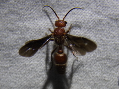 Sphaeropthalma boweri