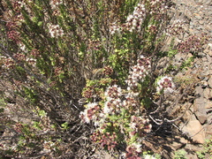 Ophryosporus triangularis