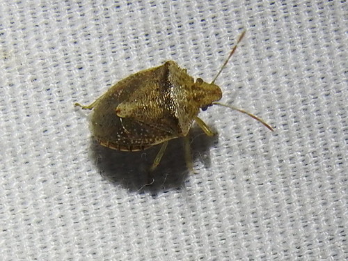 Antigua Stink Bug photo 5