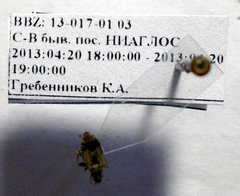 Diomphalus hispidulus