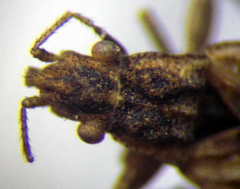 Diomphalus hispidulus