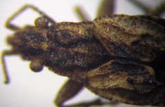 Diomphalus hispidulus