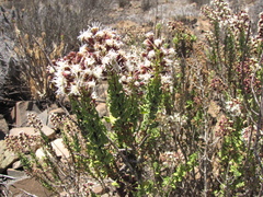 Ophryosporus triangularis