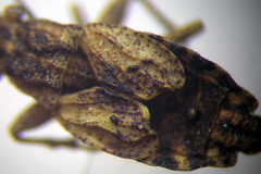 Diomphalus hispidulus