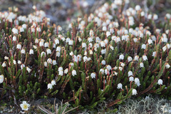 Cassiope tetragona tetragona