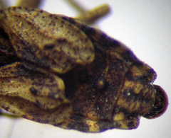 Diomphalus hispidulus