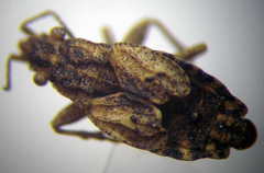 Diomphalus hispidulus