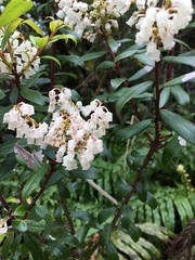 Gaultheria paniculata